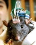 Rat cyborg brain